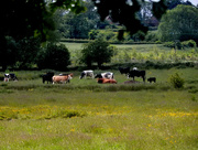 10th Jun 2015 - The cows in the meadow ....