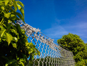 10th Jun 2015 - Over the fence