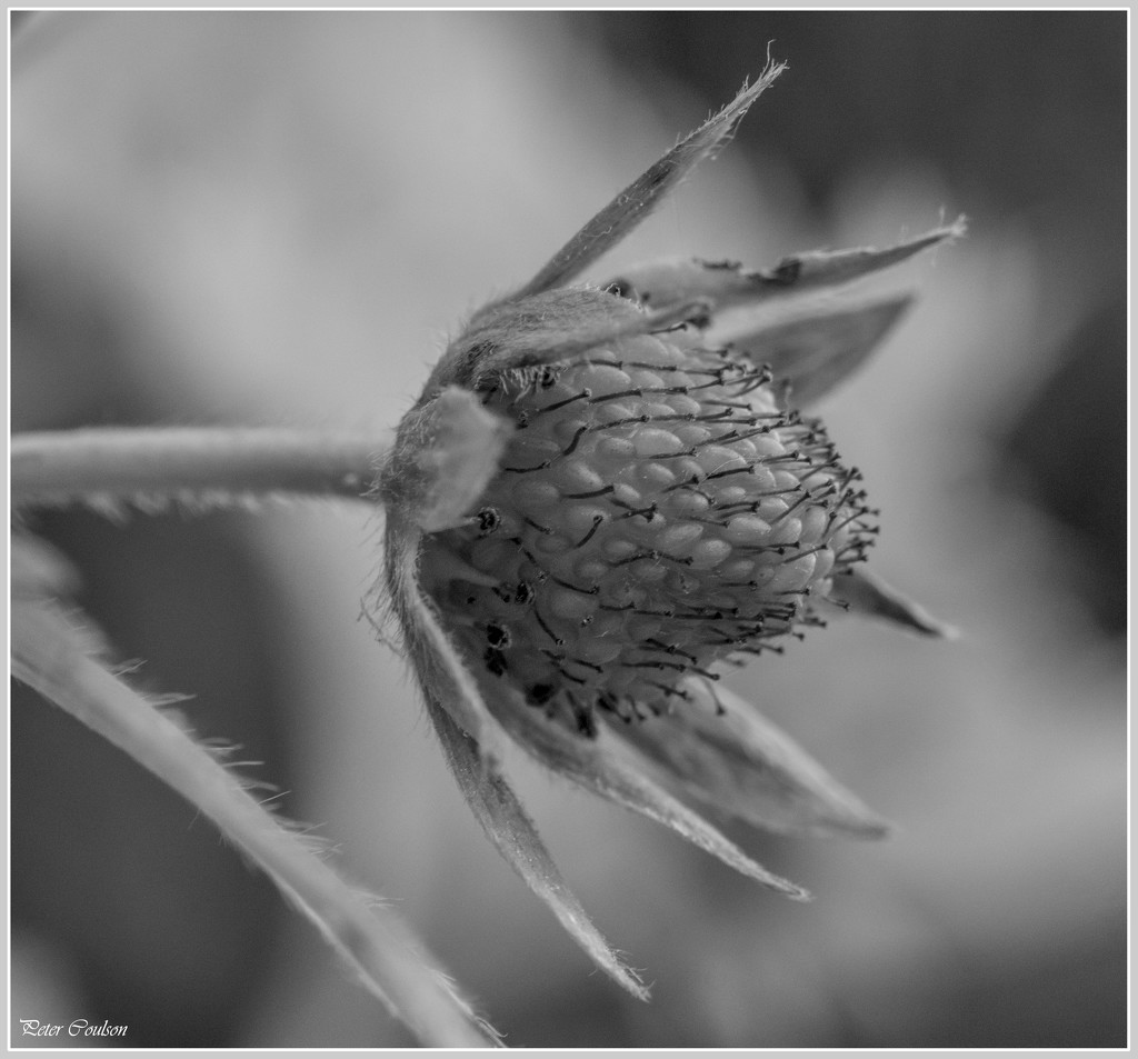 Strawberry by pcoulson