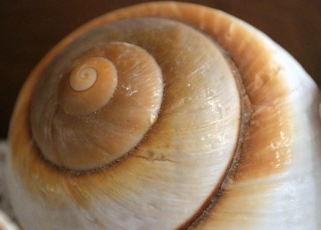 Shell by dianen