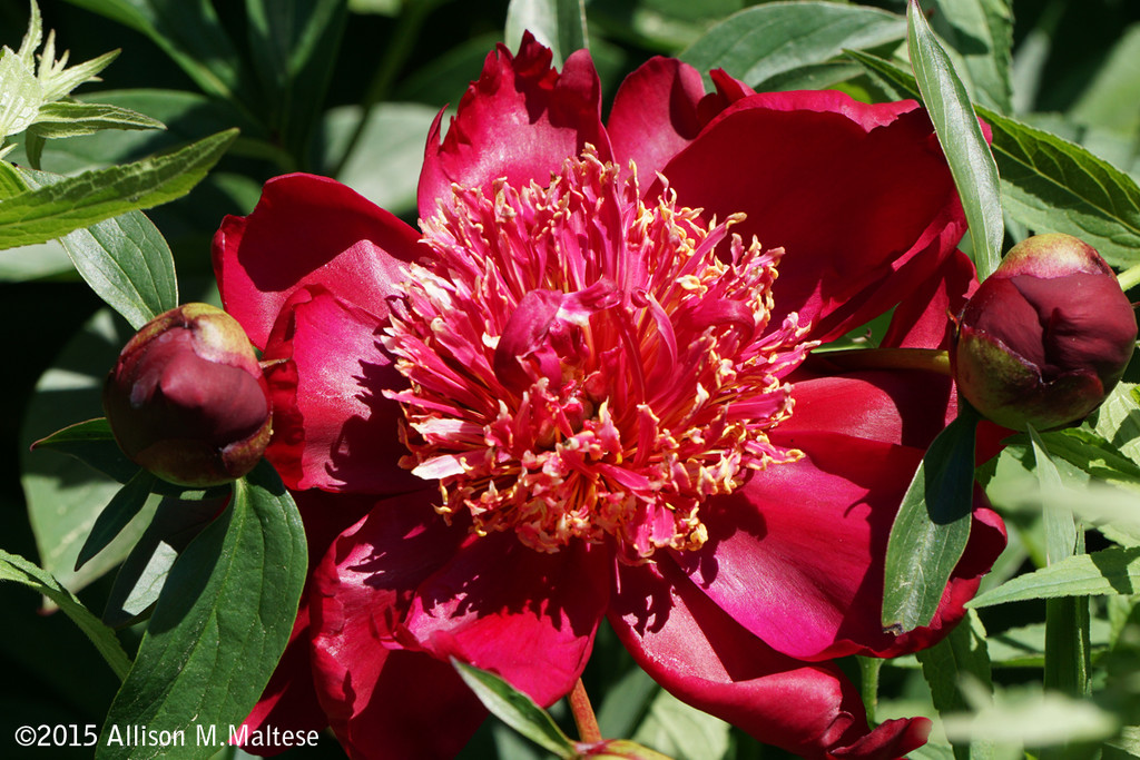 Red Peony by falcon11