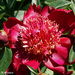 Red Peony by falcon11