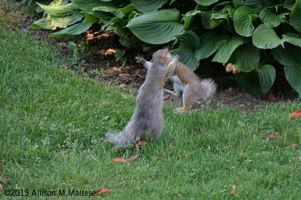 Squirrel Fight by falcon11