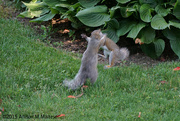 10th Jun 2015 - Squirrel Fight