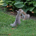 Squirrel Fight by falcon11