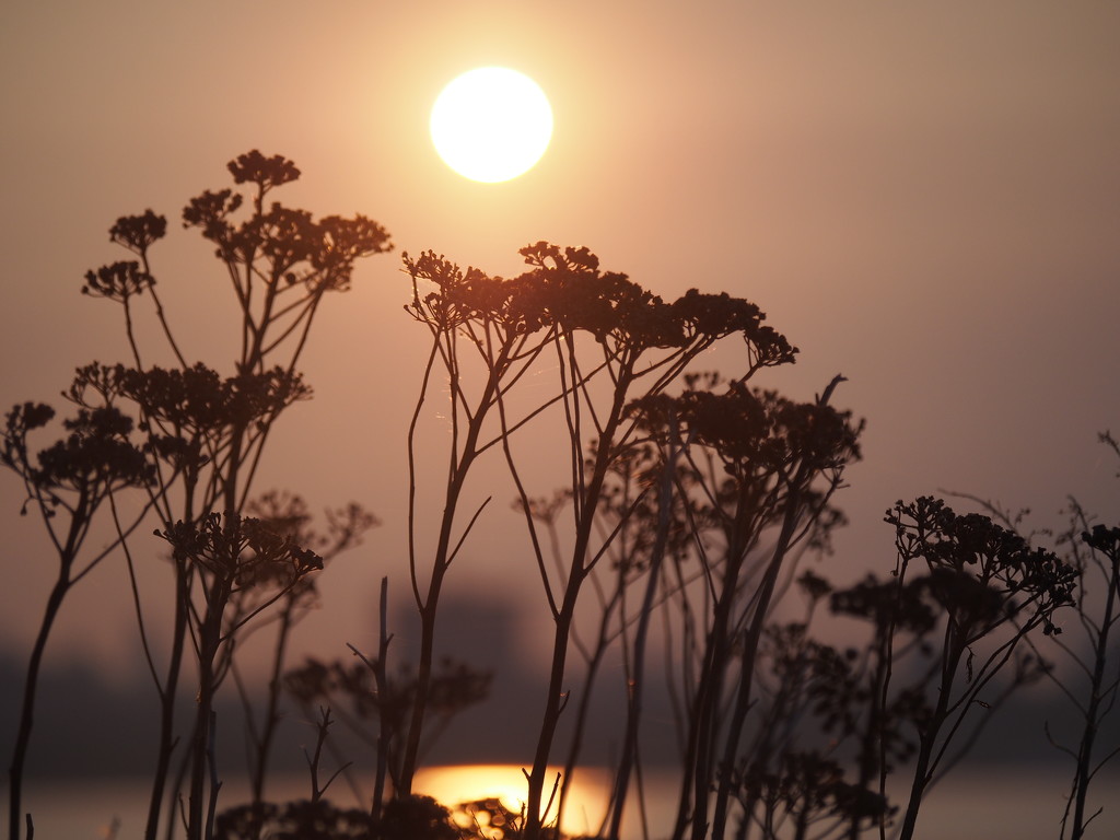 Eerie Morning by selkie