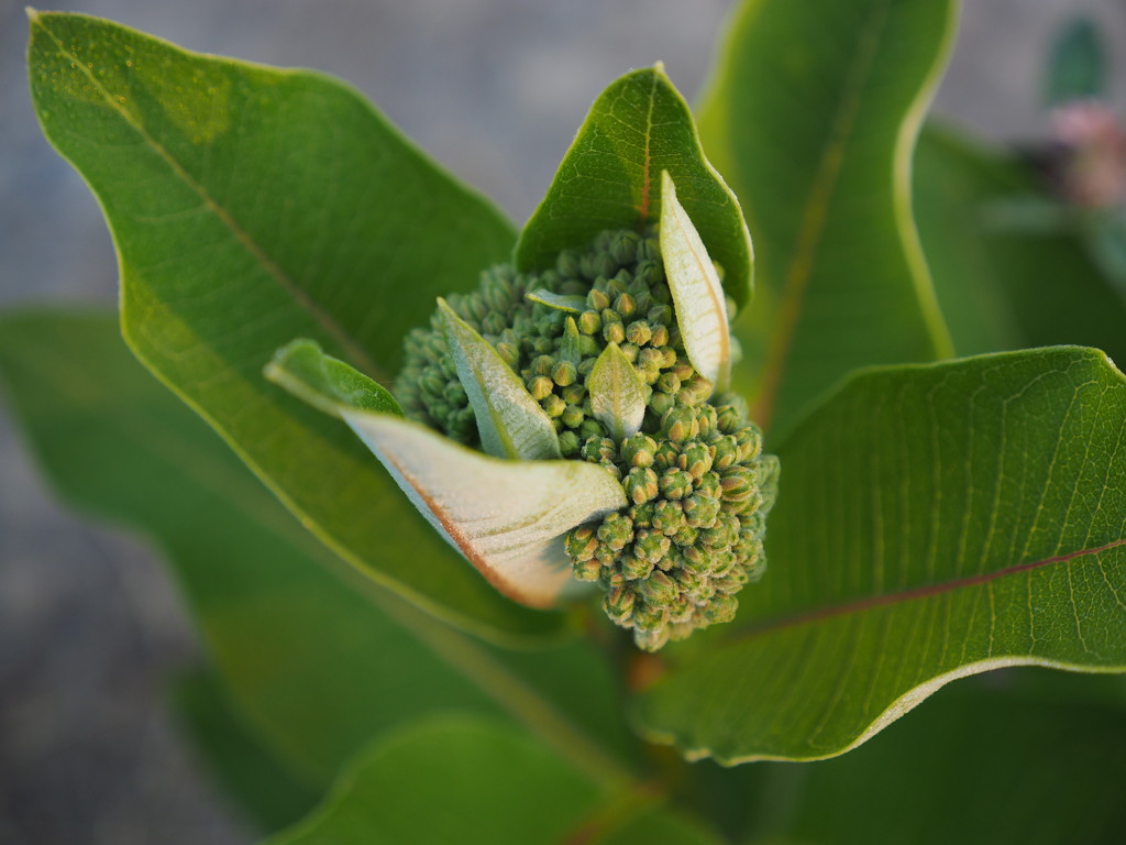 Milkweed by selkie