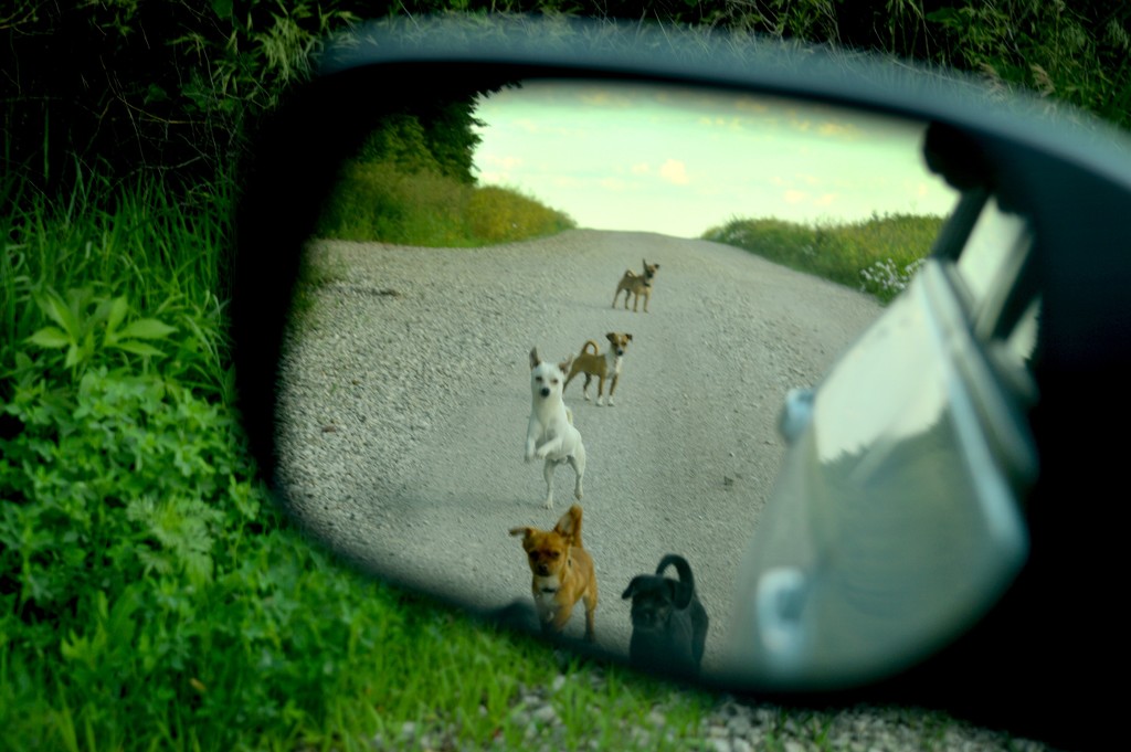 Puppy Ambush! by kareenking