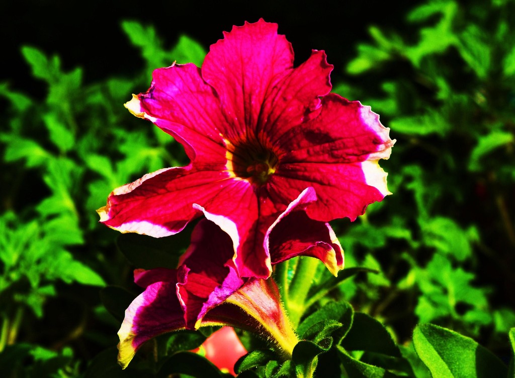 Hot pink frilled petunia! by happysnaps
