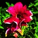 Hot pink frilled petunia! by happysnaps