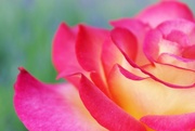10th Jun 2015 - Bright rose