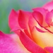 Bright rose by edorreandresen