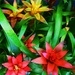 My Bromeliads.... by happysnaps