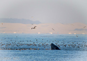 10th Jun 2015 - Humpback Shy Whale