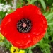 Remembrance Day Poppy by loey5150