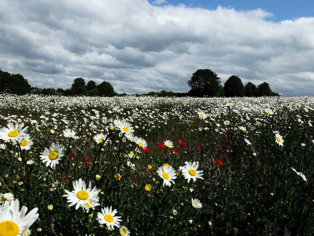 daisy field by quietpurplehaze
