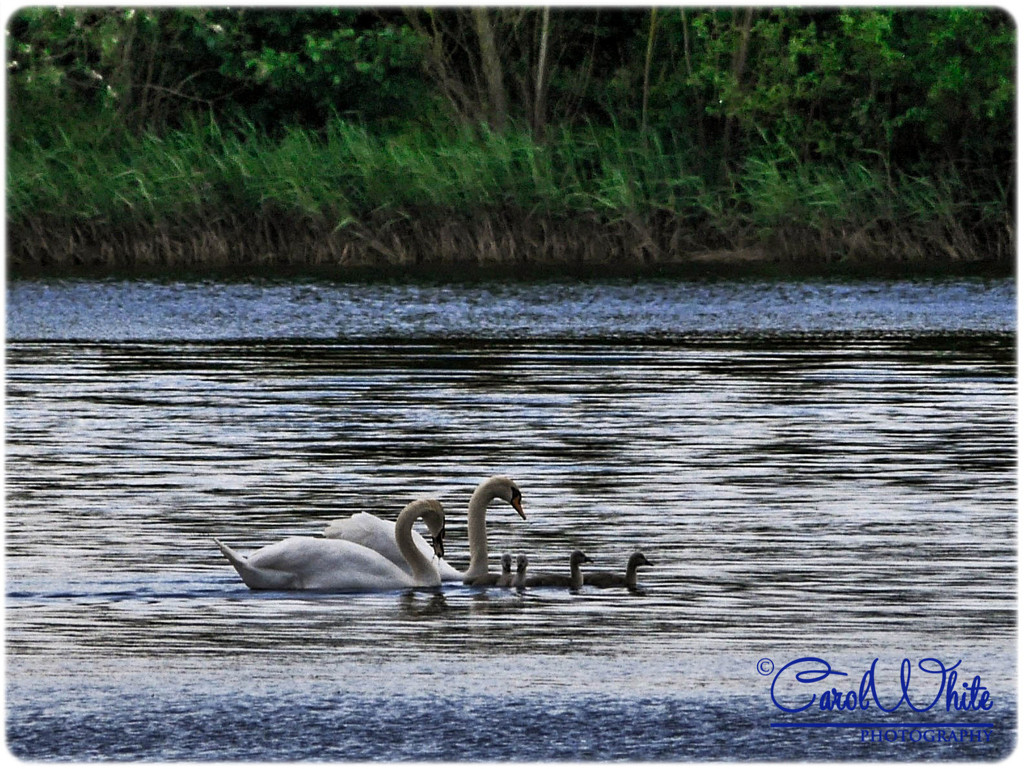 Swan Family by carolmw