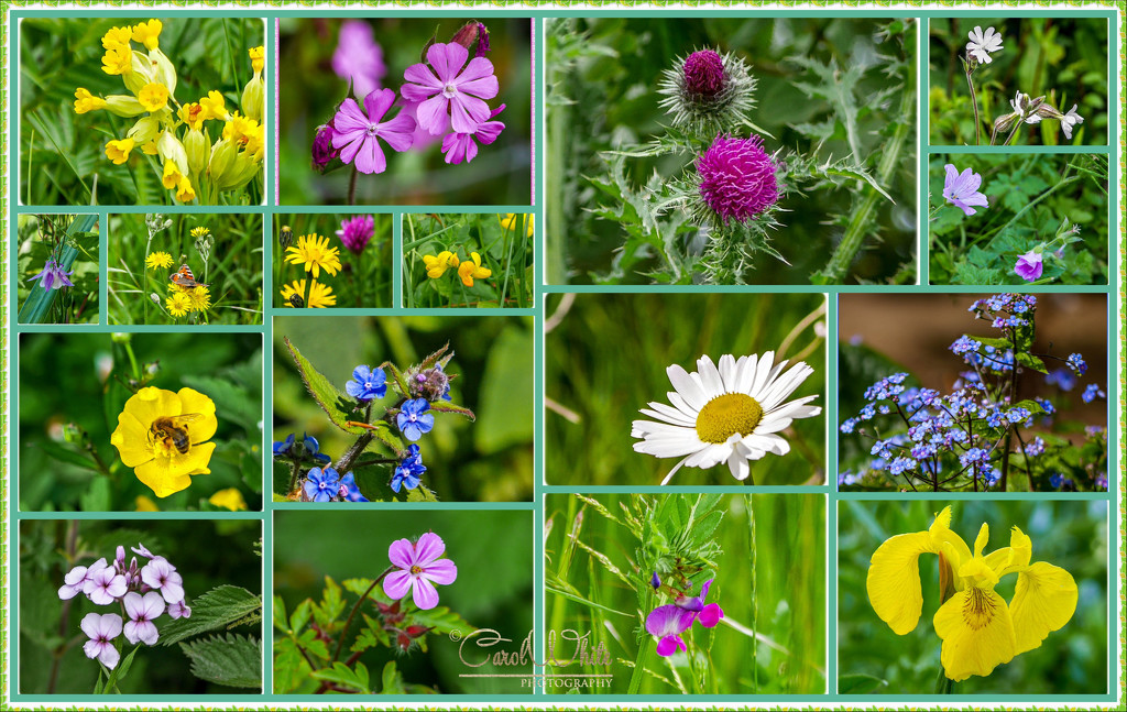 Wildflowers by carolmw