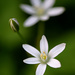 Little white flowers! by fayefaye