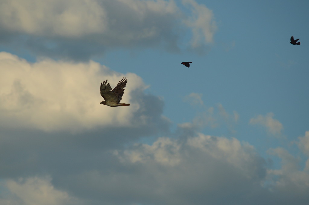 Leader of the Flock by kareenking