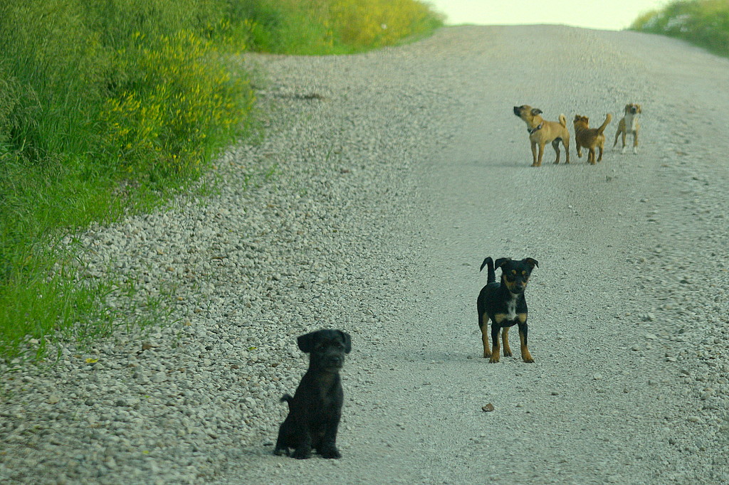 Road Gang by kareenking