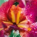 Iris with dewdrops by pfaith7