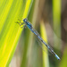 Common Blue Damselfly by philhendry