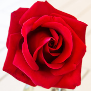 11th Jun 2015 - Red Rose