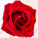 Red Rose by salza