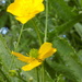 Buttercups - 30 Days Wild 11 by flowerfairyann