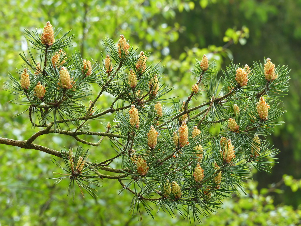 Fresh Pine Cones by susiemc