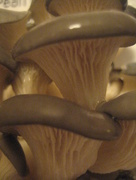 23rd Jan 2015 - Mushrooms