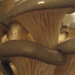 Mushrooms by steveandkerry