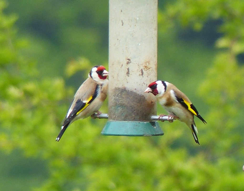  Goldfinches by susiemc