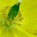 Menconopsis cambrica  by countrylassie