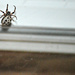 Spider  by mej2011