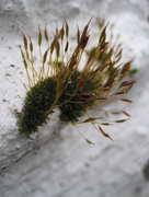 27th Jan 2015 - Small moss 