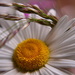 wild flower daisy by ziggy77