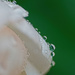 Peony and Droplets by tosee