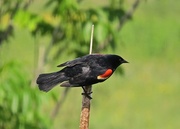 11th Jun 2015 - Red Winged Blackbird