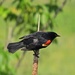 Red Winged Blackbird by rob257