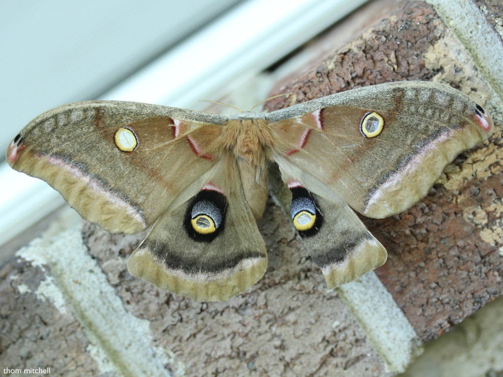 Polyphemus moth by rhoing