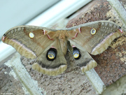 10th Jun 2015 - Polyphemus moth