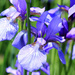 Irises by rhoing