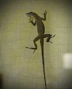 11th Jun 2015 - Bad Lizard, bad