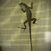 Bad Lizard, bad by rickster549