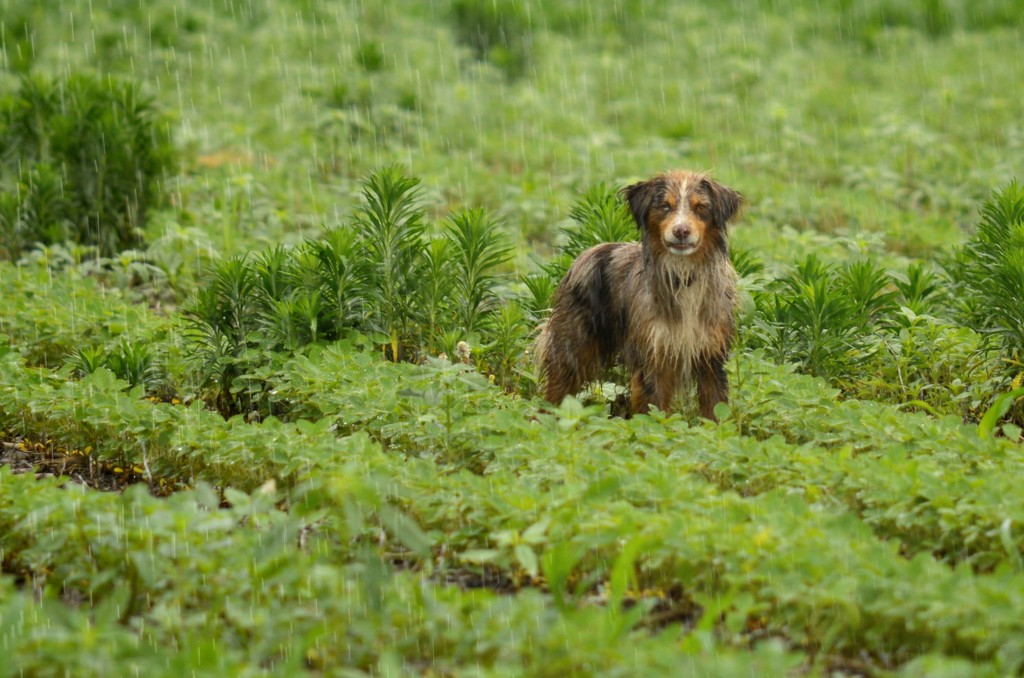 Wet Dog by kareenking