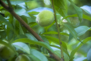 11th Jun 2015 - Peach Tree