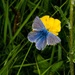 Blue butterfly  by barrowlane
