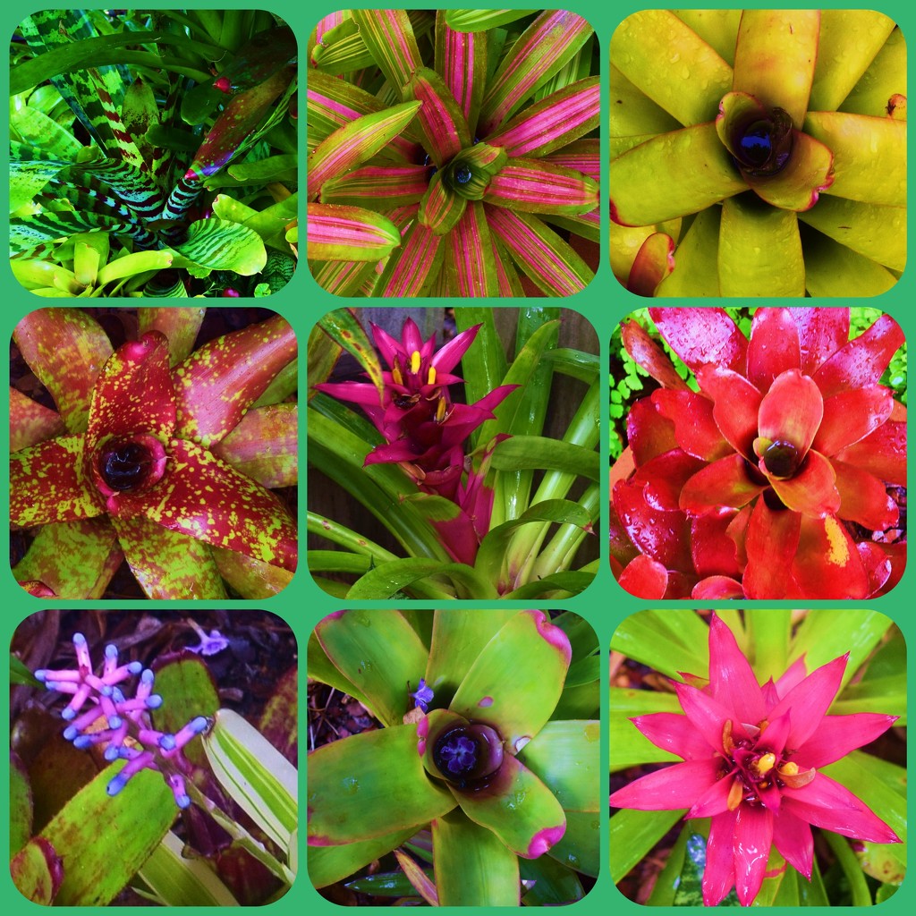 More Bromeliads after the rain. by happysnaps